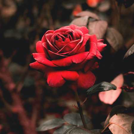 دانلود آهنگ طوفان گل سرخ بوسه رو رو لبای من بذار ترند 